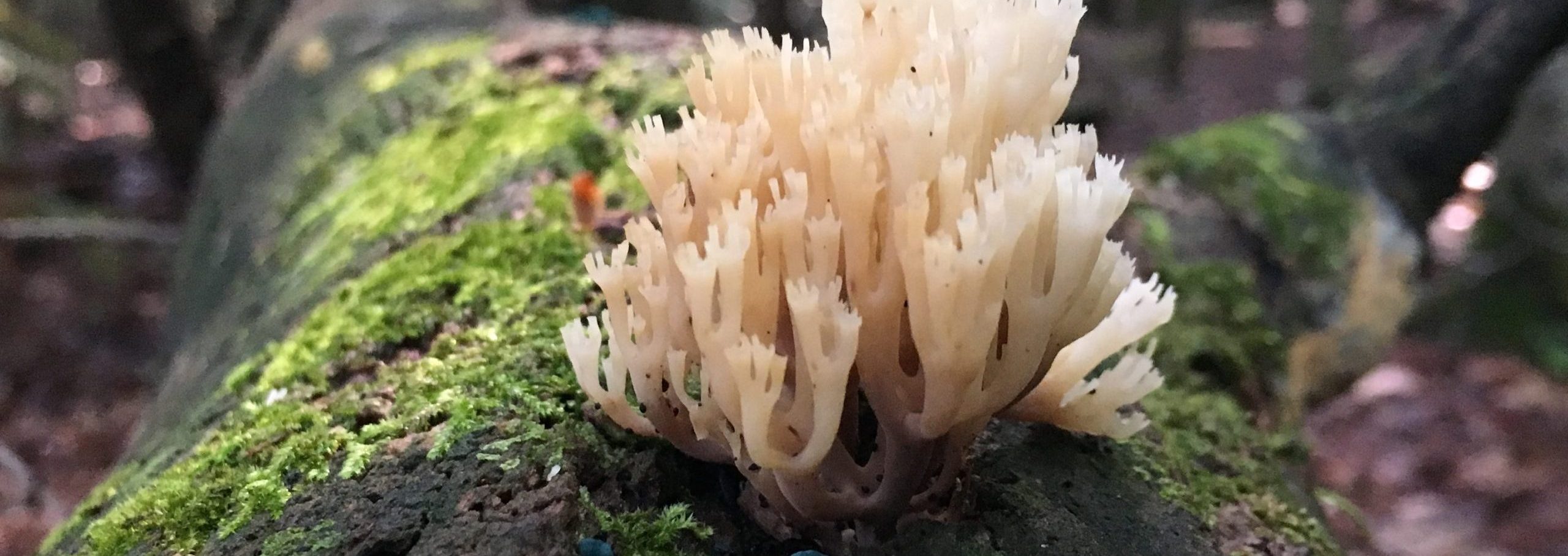 Coral fungus on a log observed on IMA survey
