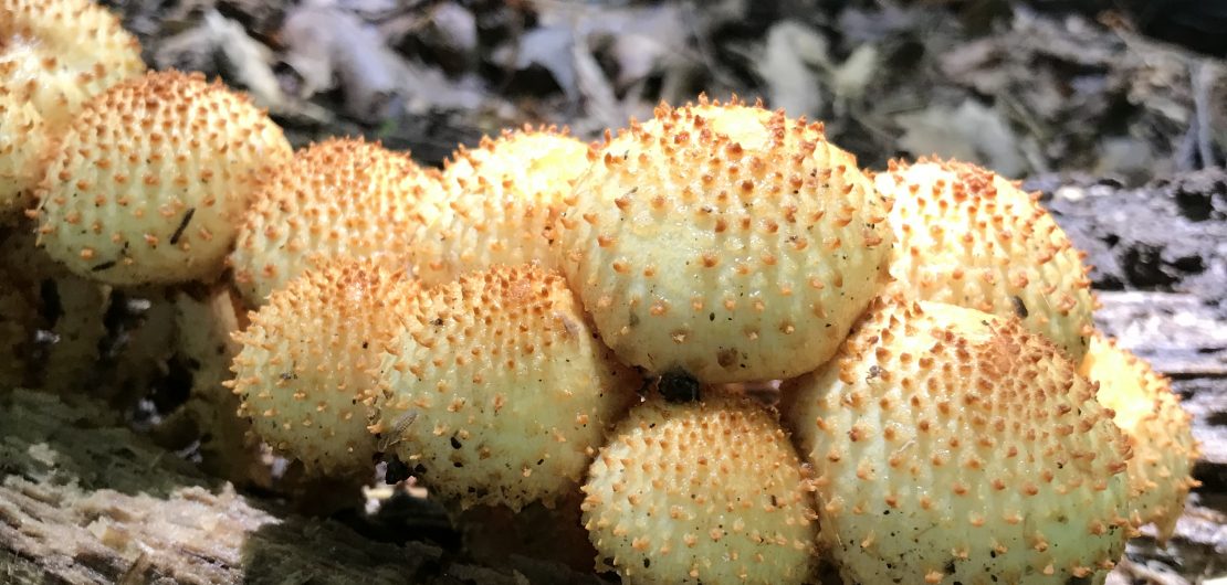 Pholiota mushrooms observed on Illinois Mycological Association survey.