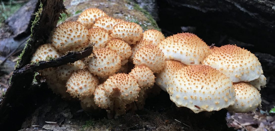 Pholiota mushrooms observed on Illinois Mycological Association survey.