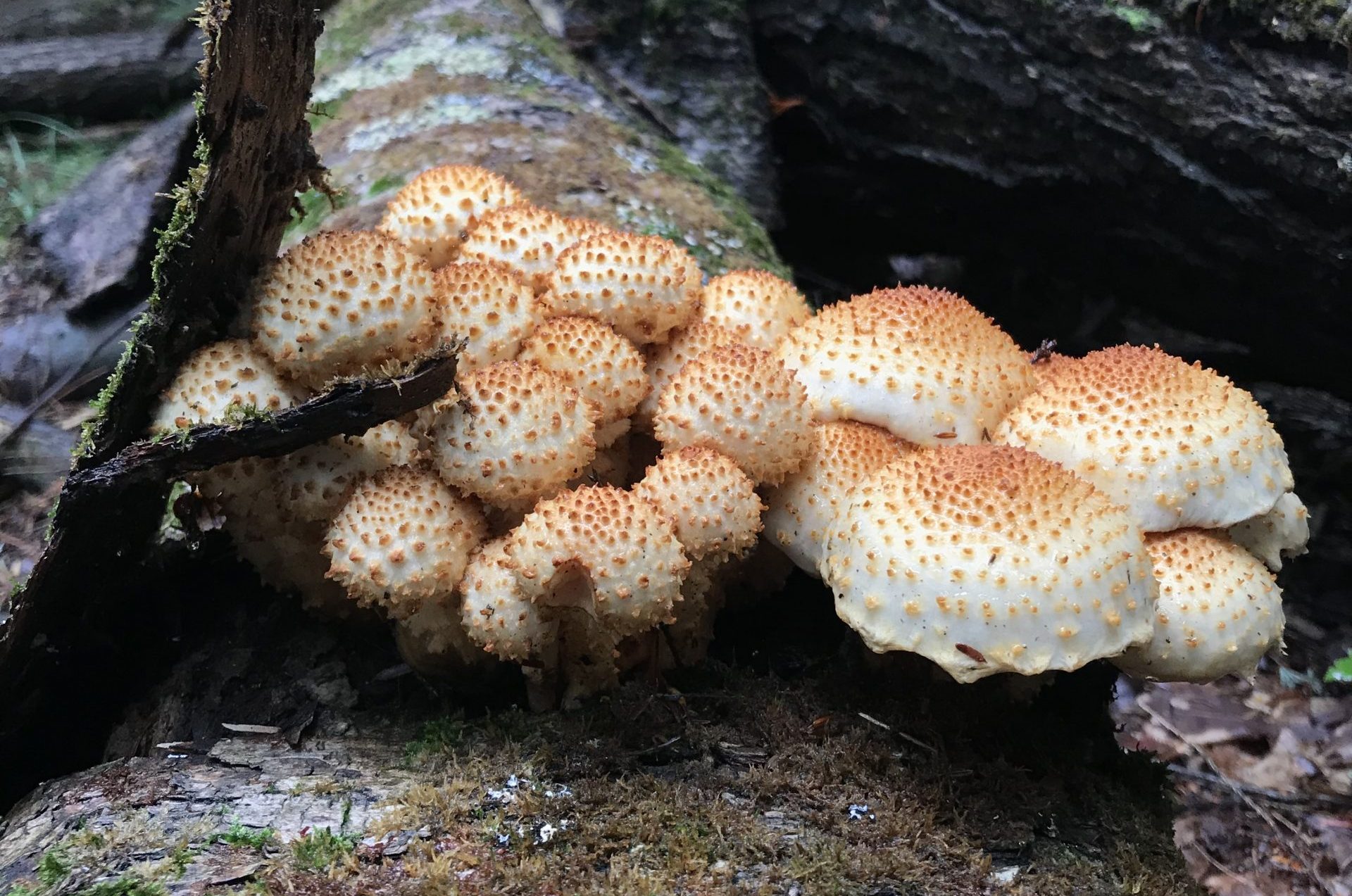 Pholiota mushrooms observed on Illinois Mycological Association survey.