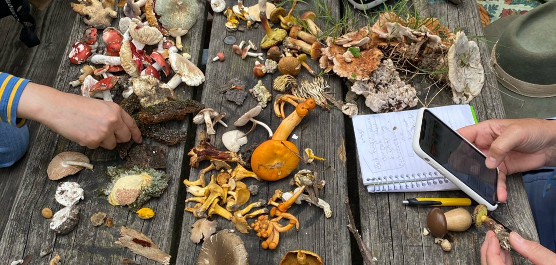 Selection of mushrooms collected during Illinois Mycological Association Survey