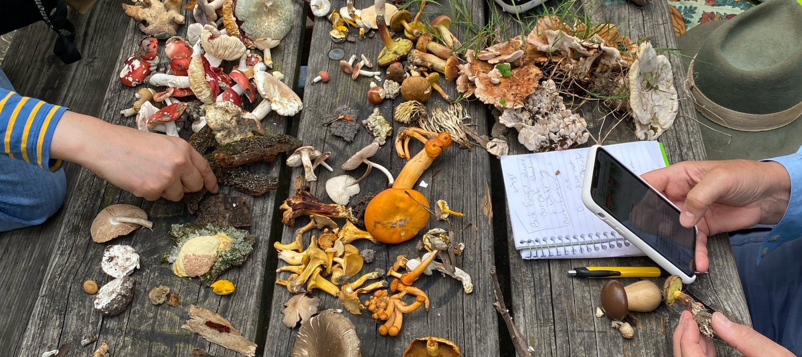 Selection of mushrooms collected during Illinois Mycological Association Survey