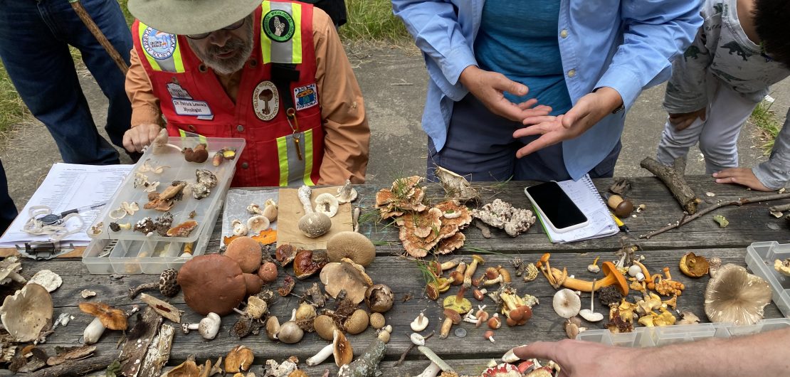 Mycologist Patrick Leacock identifies mushrooms at an IMA Survey, August 2022.