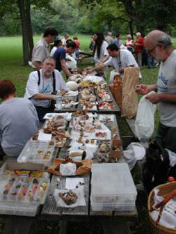 Mycologists and members examine mushrooms at picnic tables.