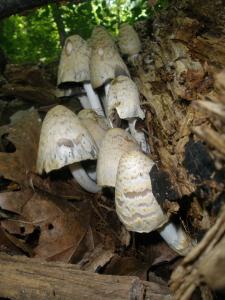 Mushrooms on the forest floor