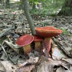 Mycology Survey