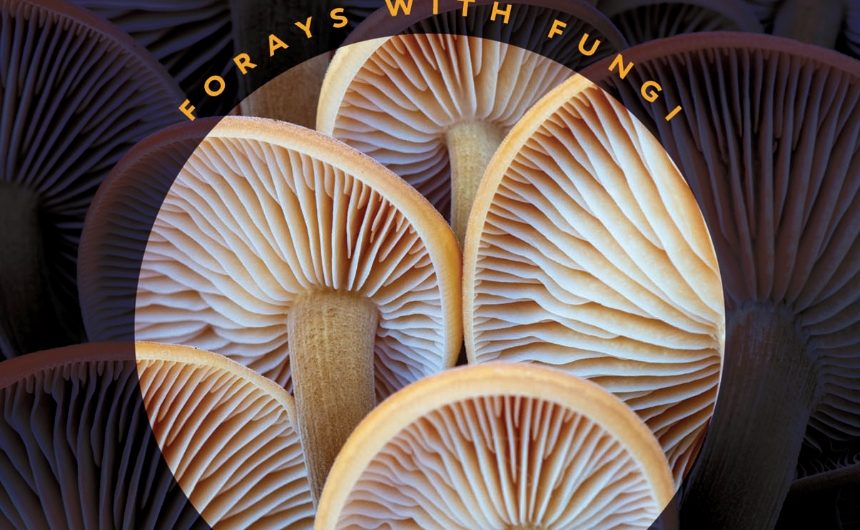 Meetings With Remarkable Mushrooms With Alison Pouliot Phd Illinois Mycological Association 9873