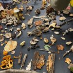 Wisconsin Mycological Society + IMA Joint Foray and Microscopy Workshop