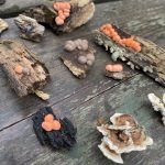 A HAUNTING IN THE WOODS (a Special Halloween-themed Mycology Survey!)