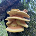 Mycology Survey