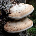 Mycology Survey