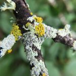 Monthly Lecture: "Fungi and Lichen in Art" with Sandra Wilcoxon