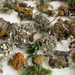 IMA Chicago Public Library Summer Series: Lichens: Glimpses into the Mysterious World of an Iconic Symbiosis