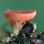 Mycology Survey