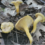 Mycology Survey