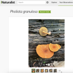 iNaturalist 101: What It Is and How to Use It