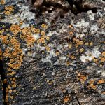 Mycology Survey