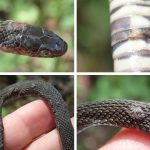 Monthly Lecture: "Fungi, Bats, and Snakes" with Microbiologist Jeff Lorch