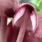 Monthly Lecture: Fungal Horror