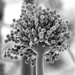 Monthly Lecture: MOLD