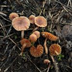 Joint Survey with the IMA Central Chapter