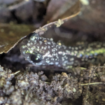 Salamander and UV Sunset Hike
