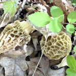 Morel Hunting, from Chicago to Alaska