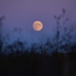 Night of Nature Play at Dan Ryan Woods