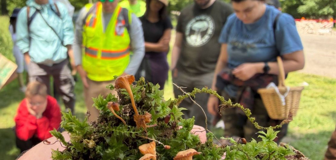 A clump of moss with mushrooms and IMA members in the background.