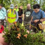 Annual survey with the Kane County Mushroom Monitors